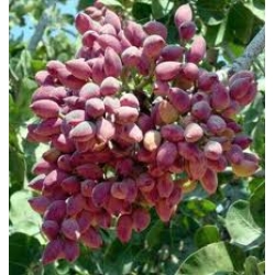 ANTEP FISTIK FİDANI